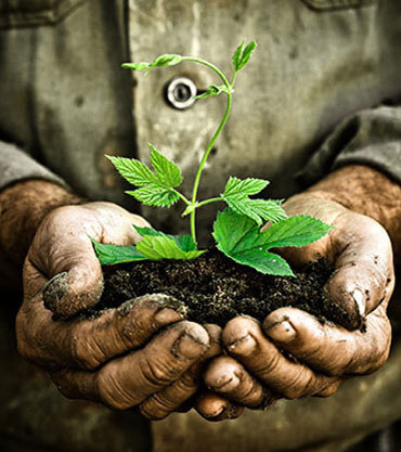 plantation
